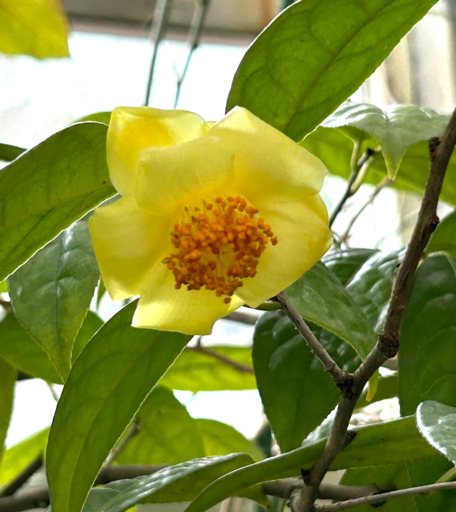 1/20  キンカチャさん