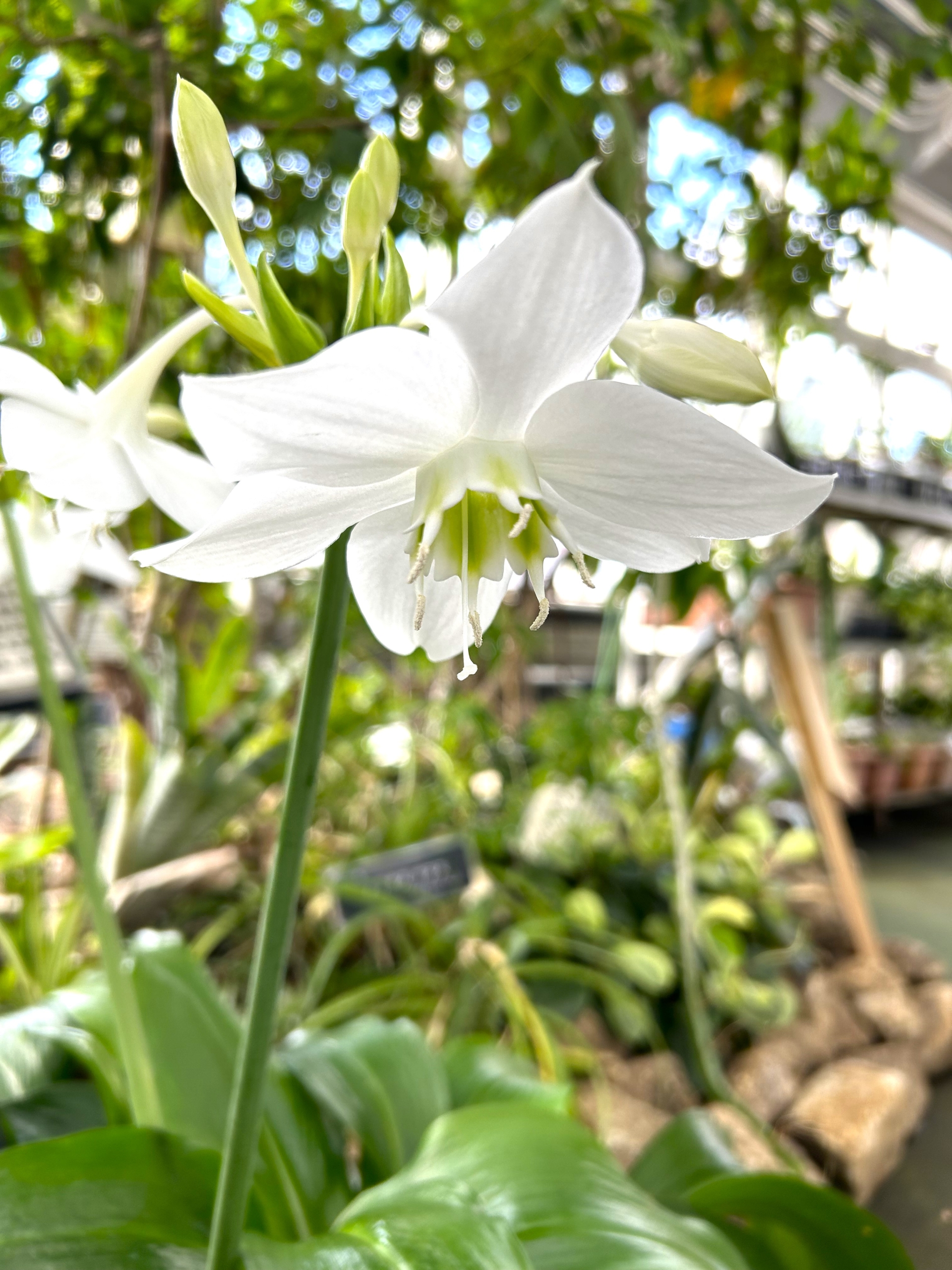 1/7  ユーチャリス（アマゾンリリー）さん