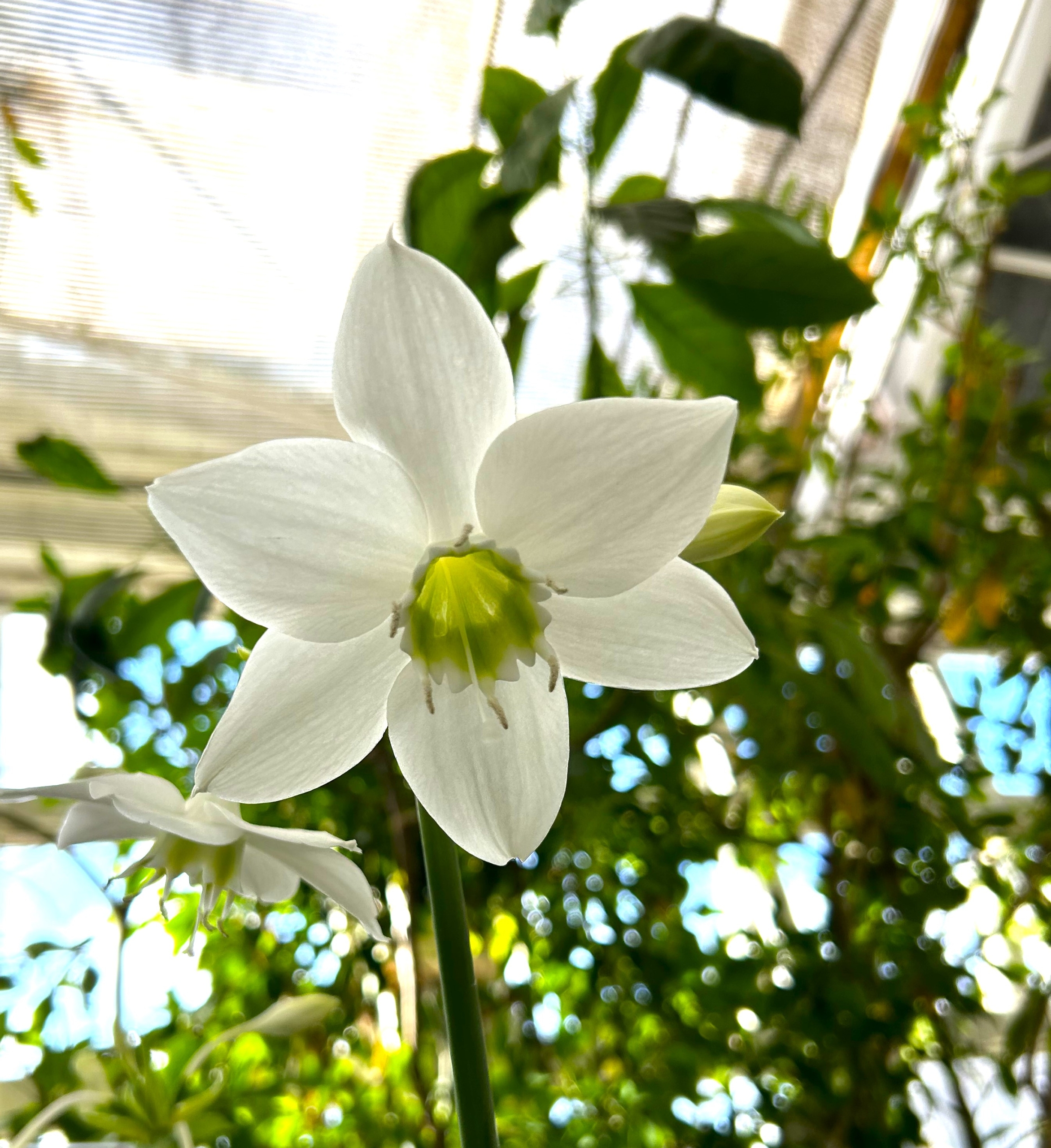 1/7  ユーチャリス（アマゾンリリー）さん