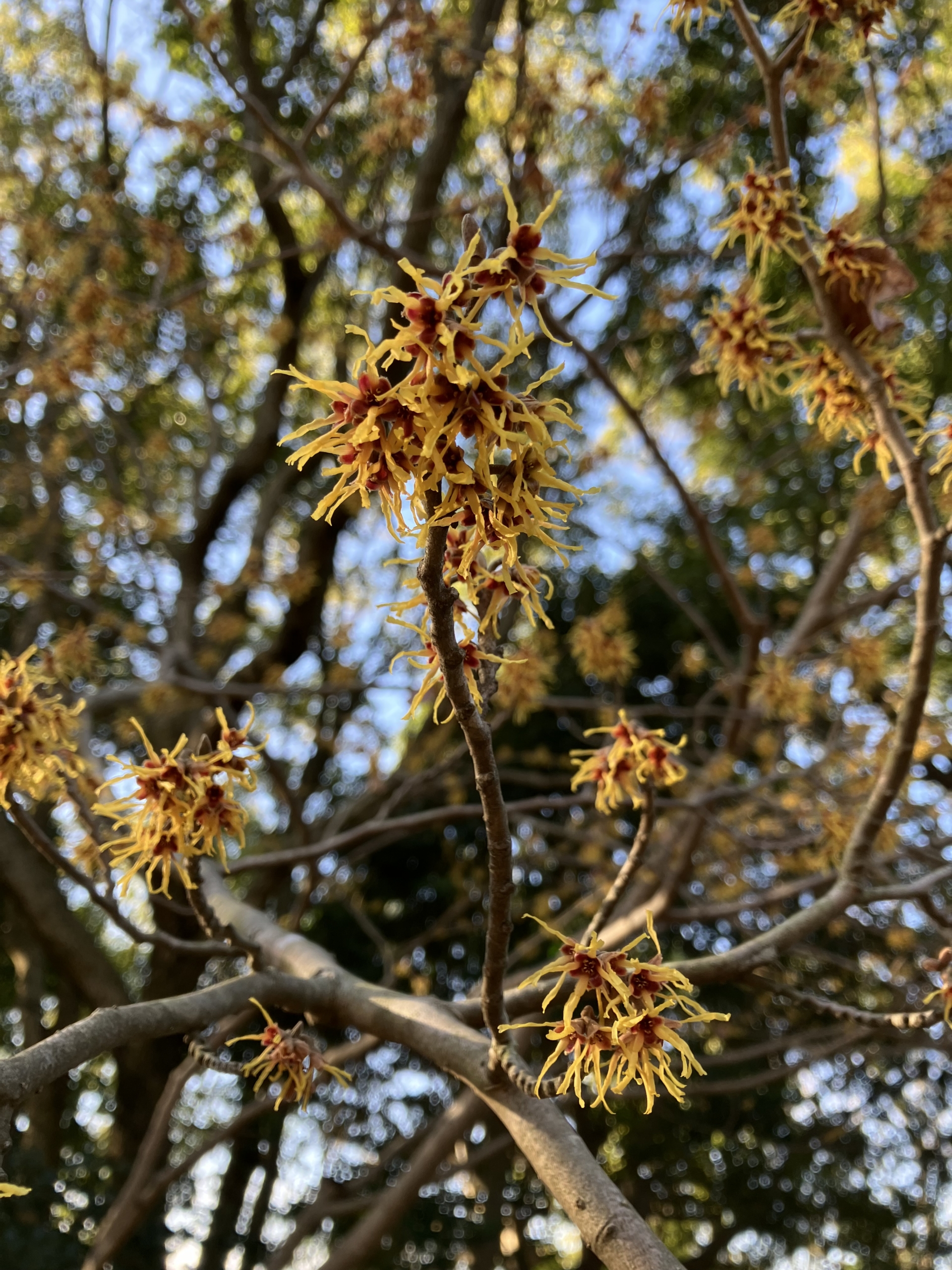 2/28　マンサクさん