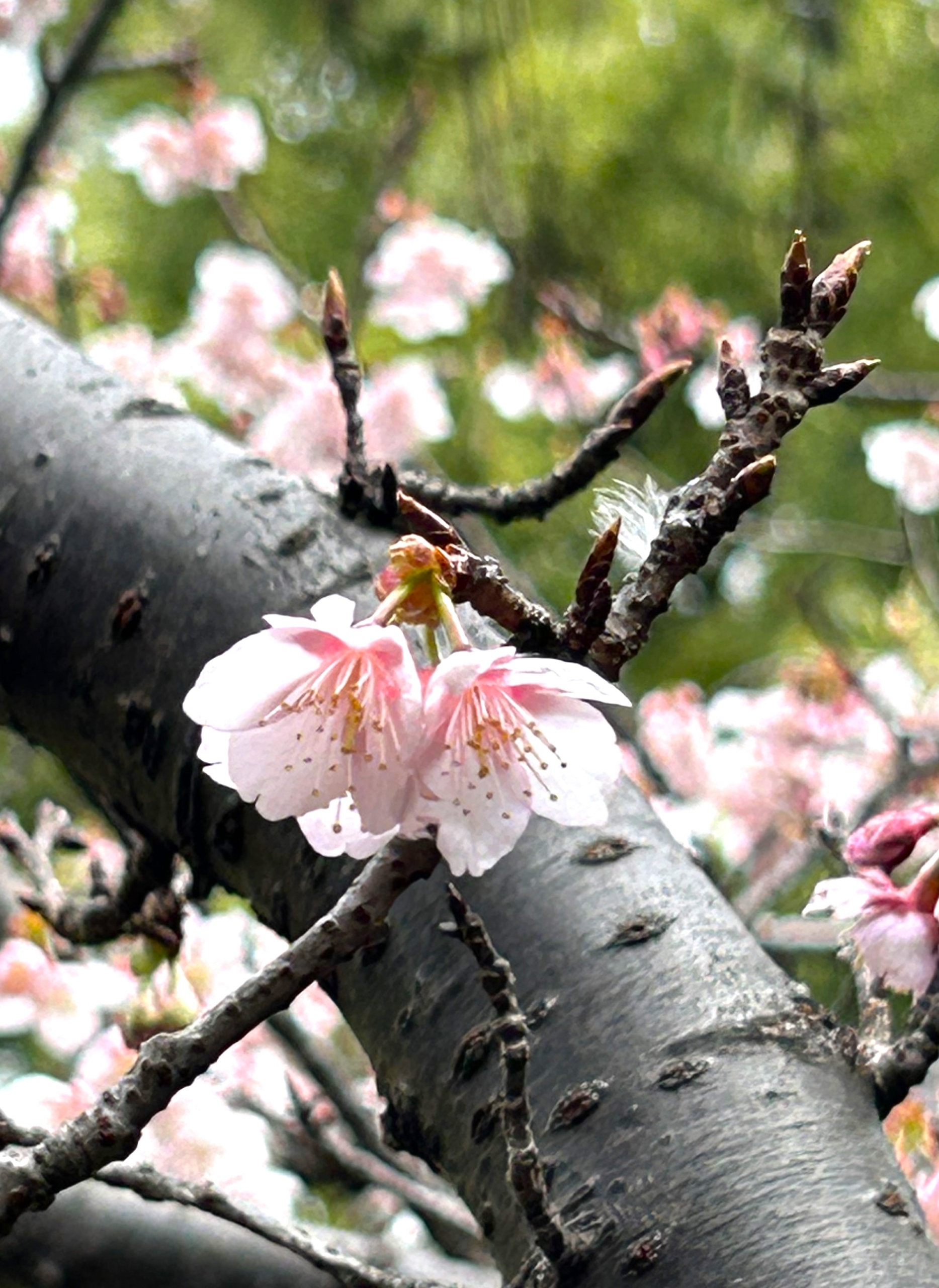2/1  カンザクラさん