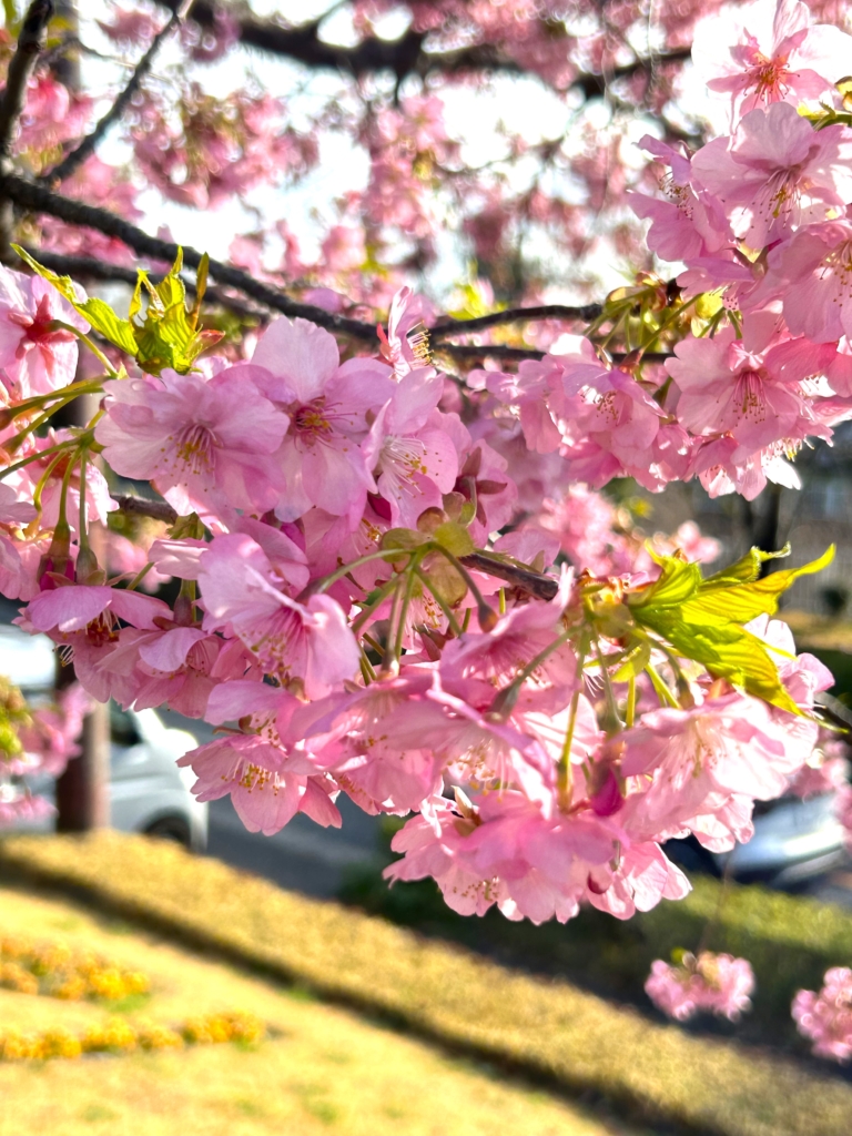 2/20　カワヅサクラ（河津桜）さん