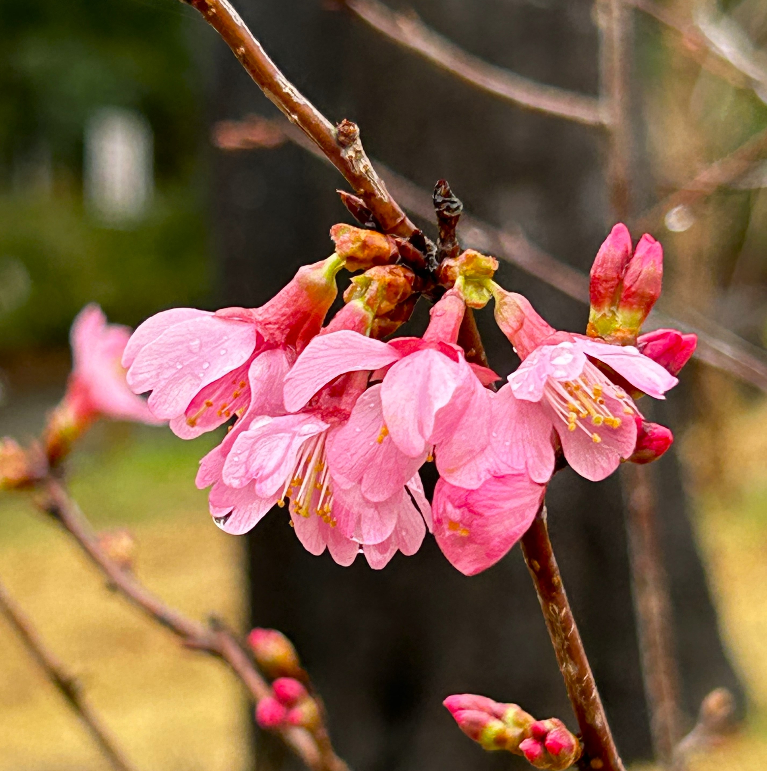 2/22 オカメザクラさん