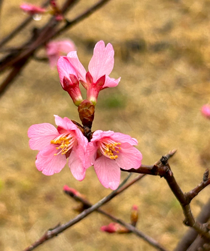 2/22 オカメザクラさん