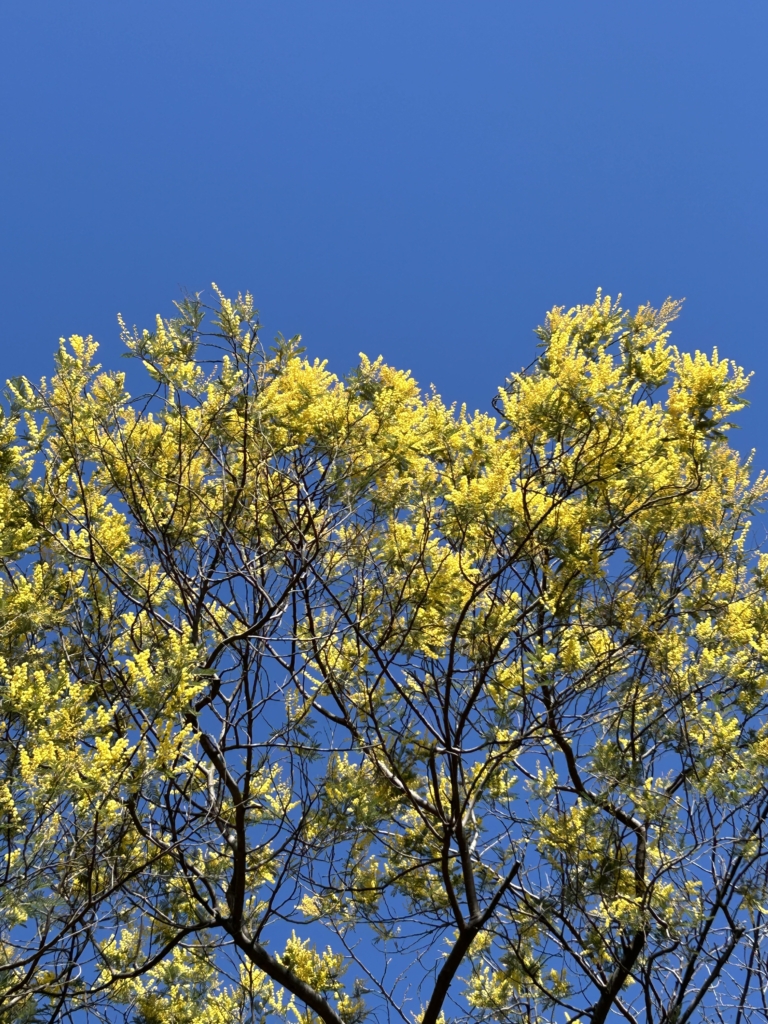 2/28　アカシア（ミモザ）さん