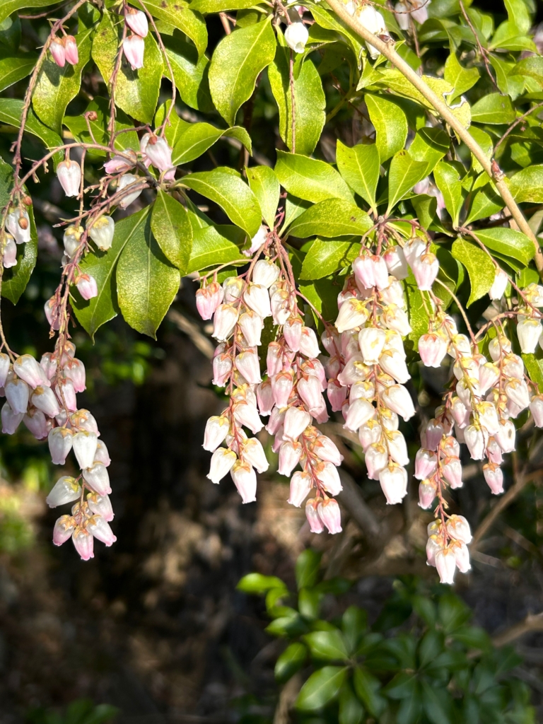 2/28 アセビさん