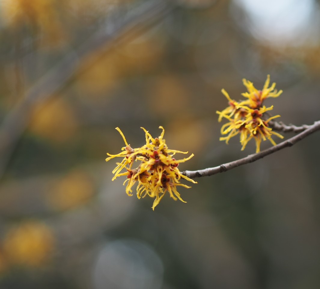 2/28　マンサクさん