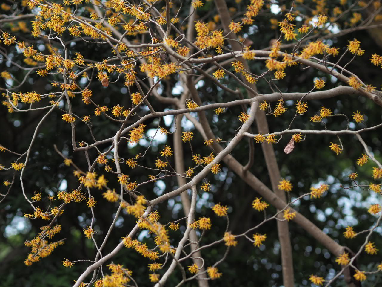 2/28　マンサクさん