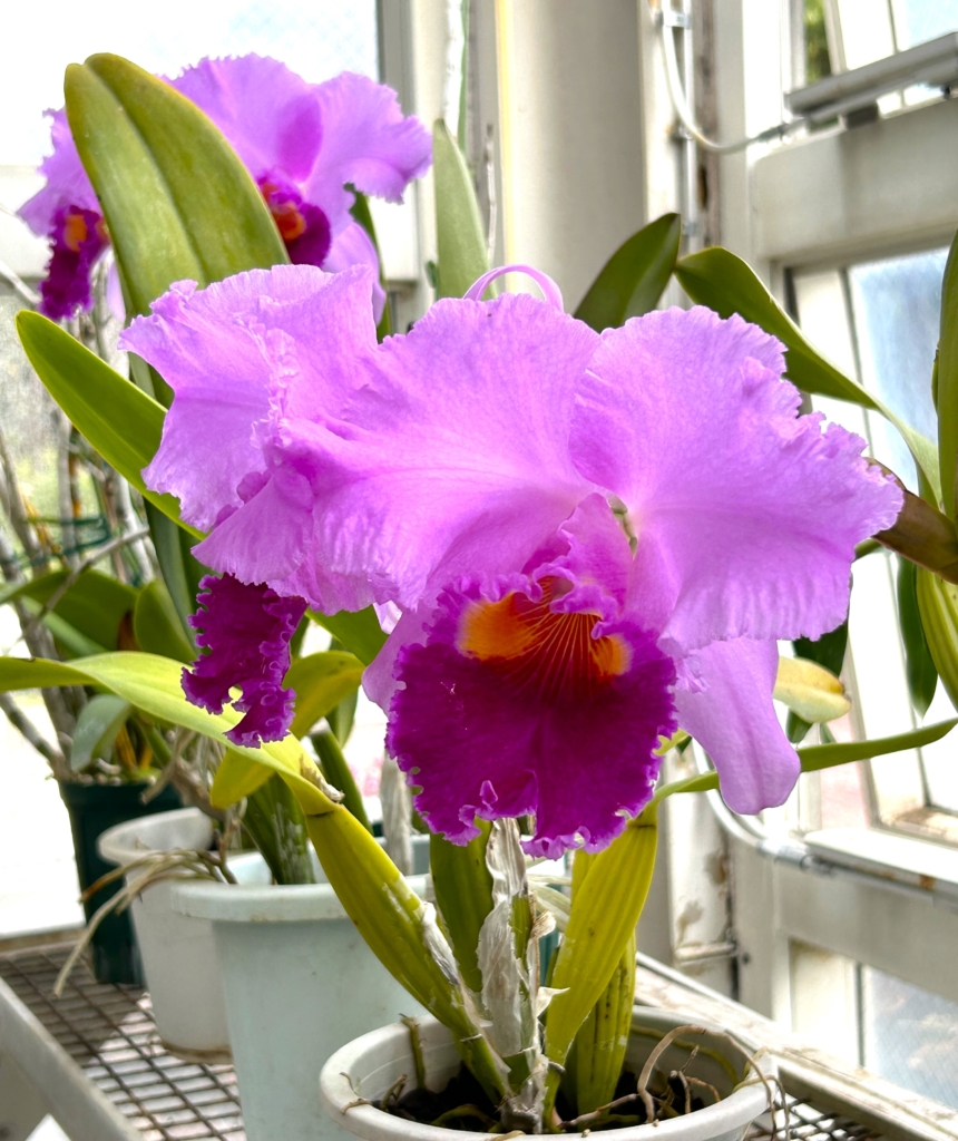 2/14　カトレアさん