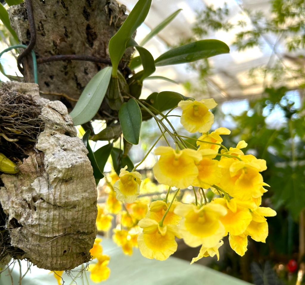 2/14 デンドロビウムさん