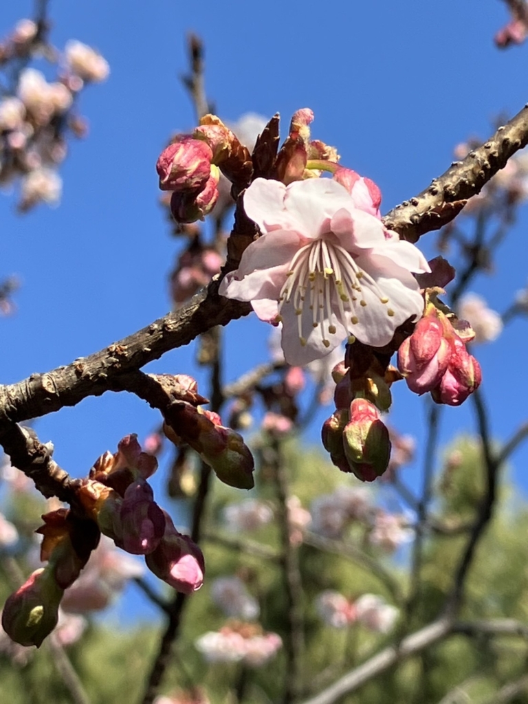 2/1  カンザクラさん