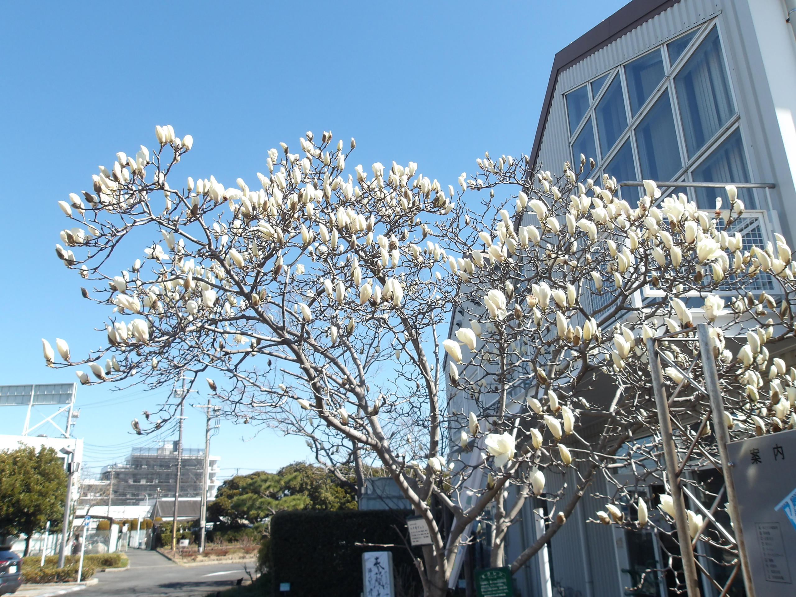 3/9  ハクモクレンさん