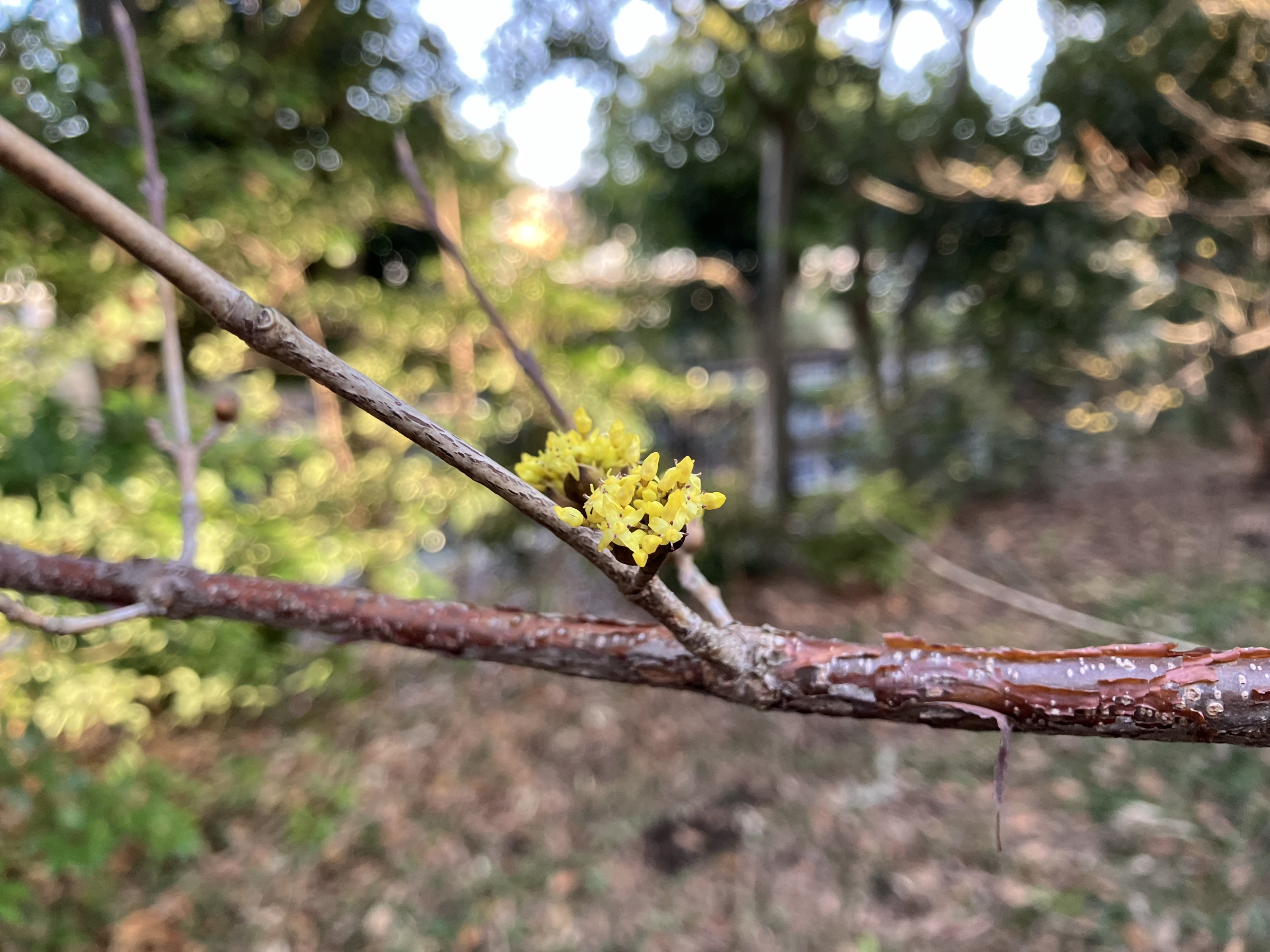 3/9　サンシュユさん