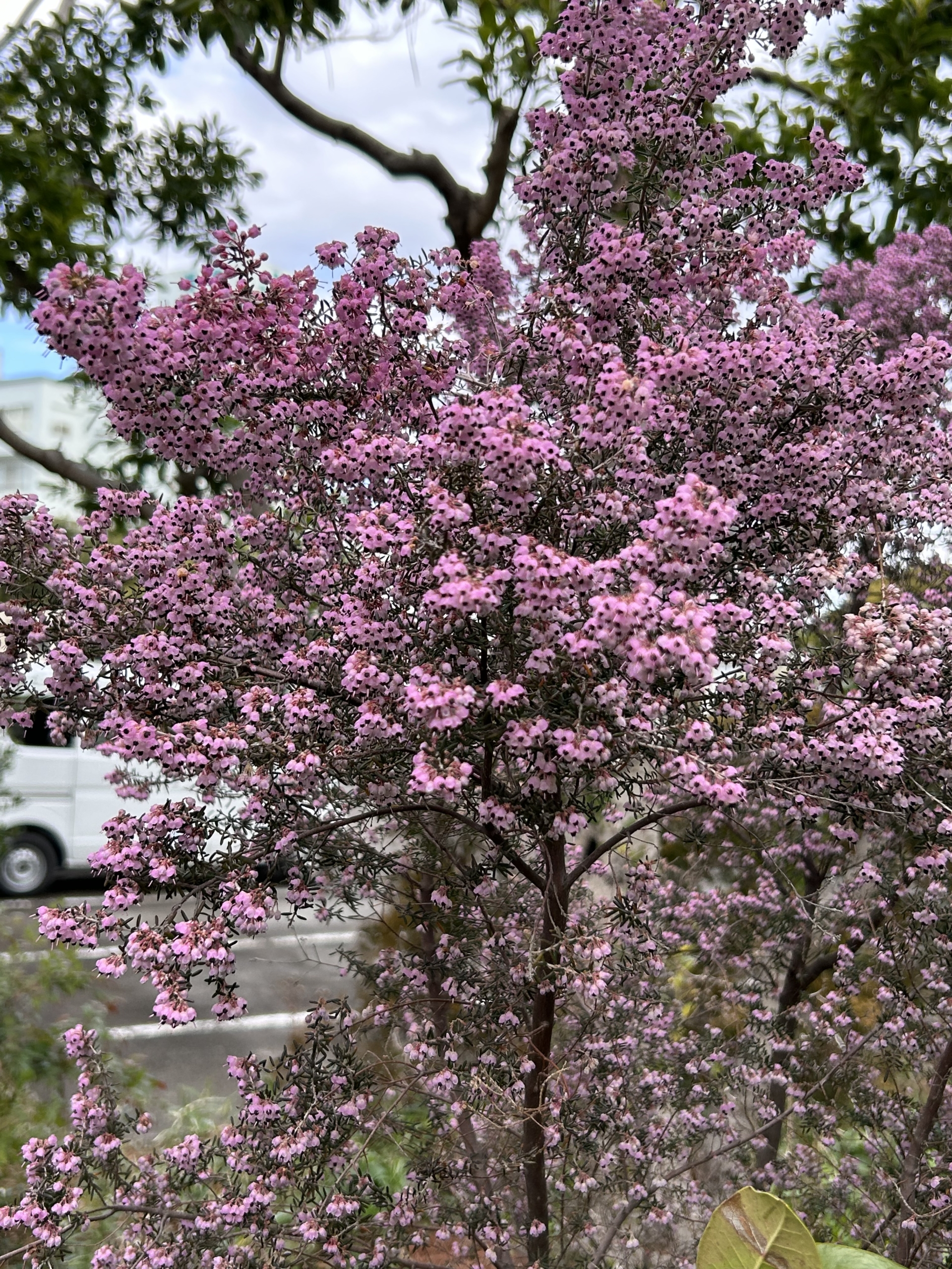 3/2 ジャノメエリカさん