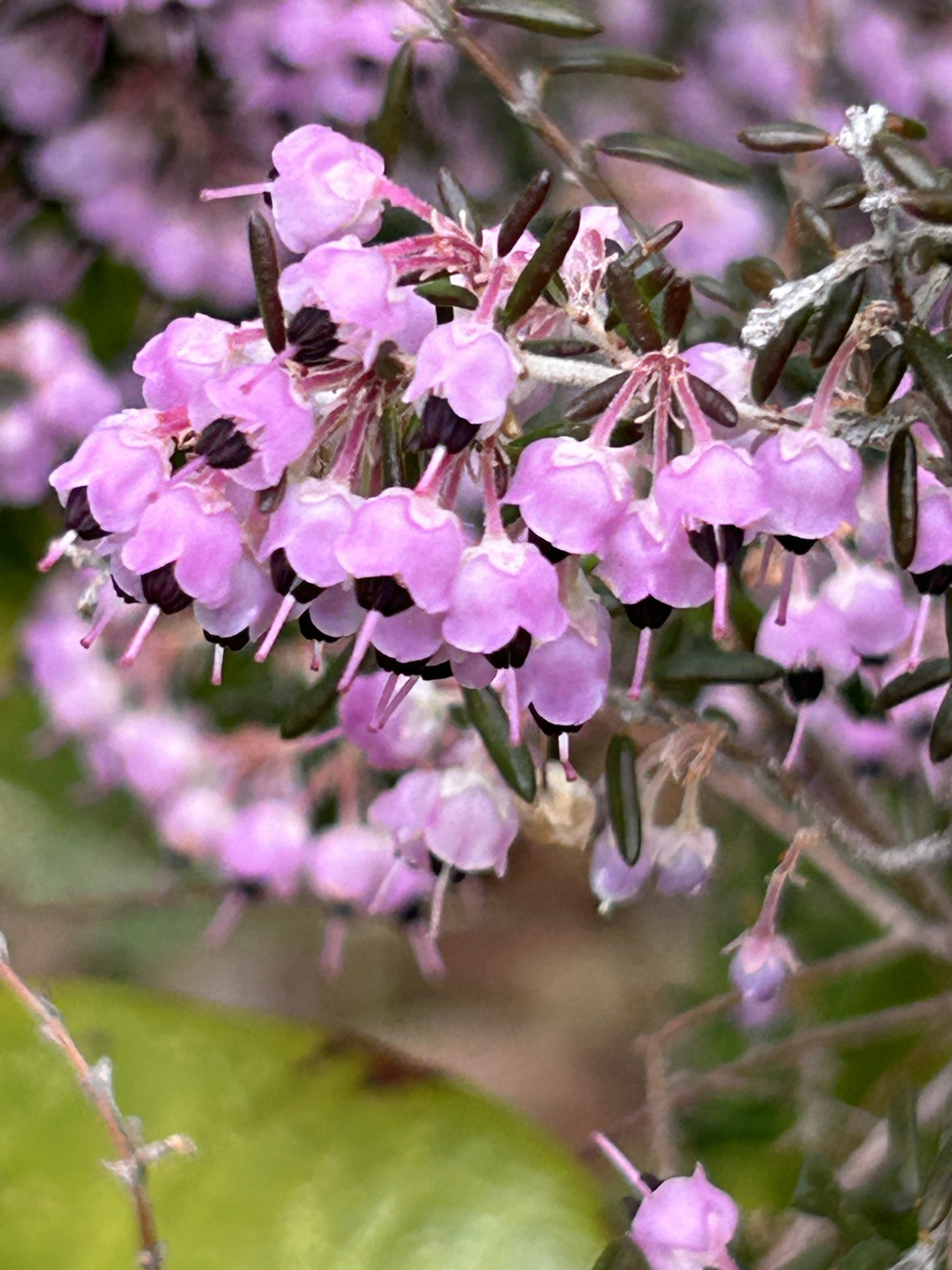 3/2 ジャノメエリカさん