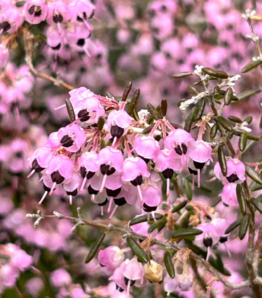 3/2 ジャノメエリカさん