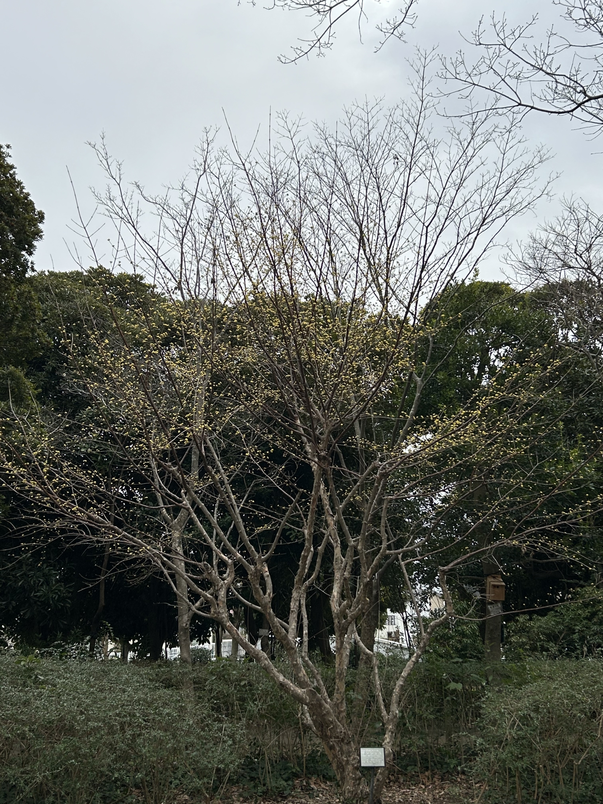 3/9　サンシュユさん