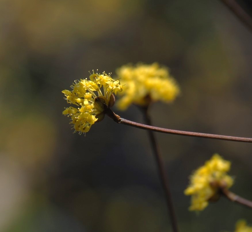 3/9　サンシュユさん
