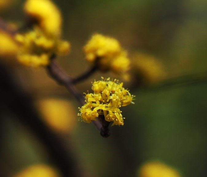 3/9　サンシュユさん