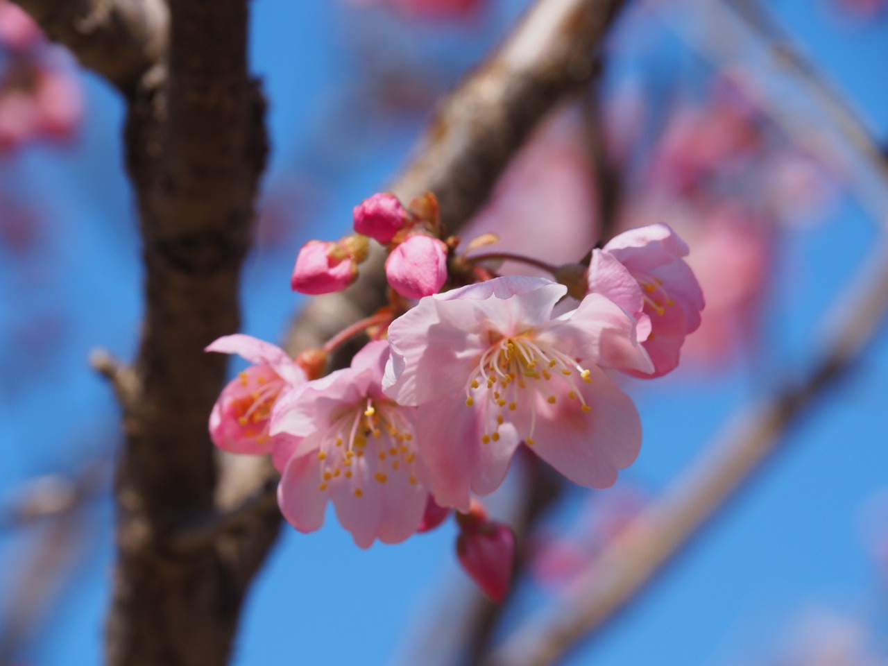 3/15 ハルメキさん