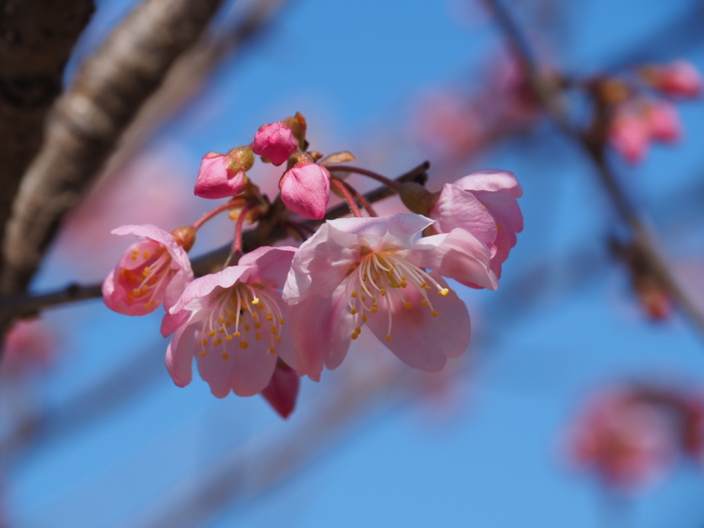 3/15 ハルメキさん