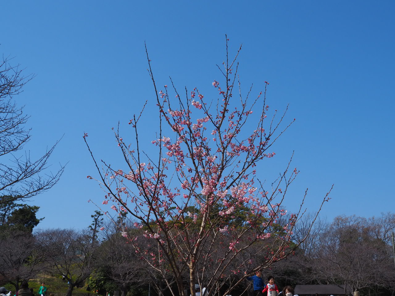 3/15 ハルメキさん