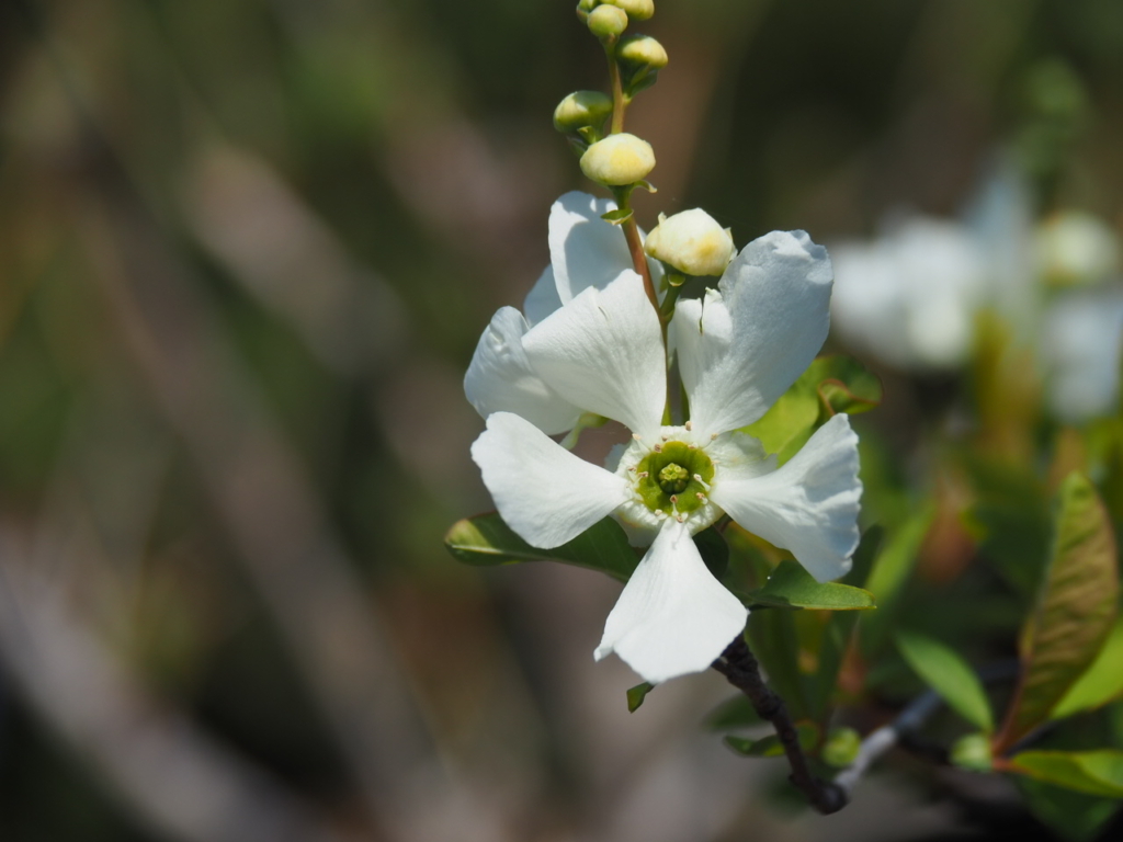 3/15 リキュウバイさん