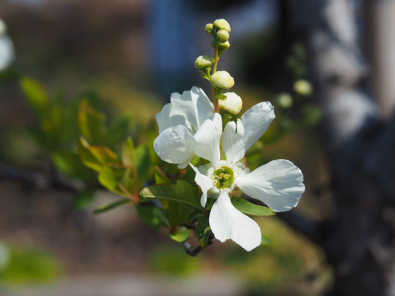 3/15 リキュウバイさん
