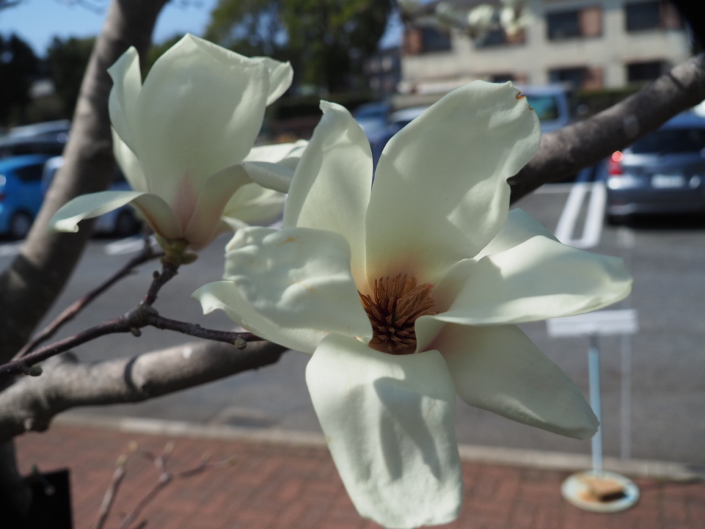 3/9  ハクモクレンさん