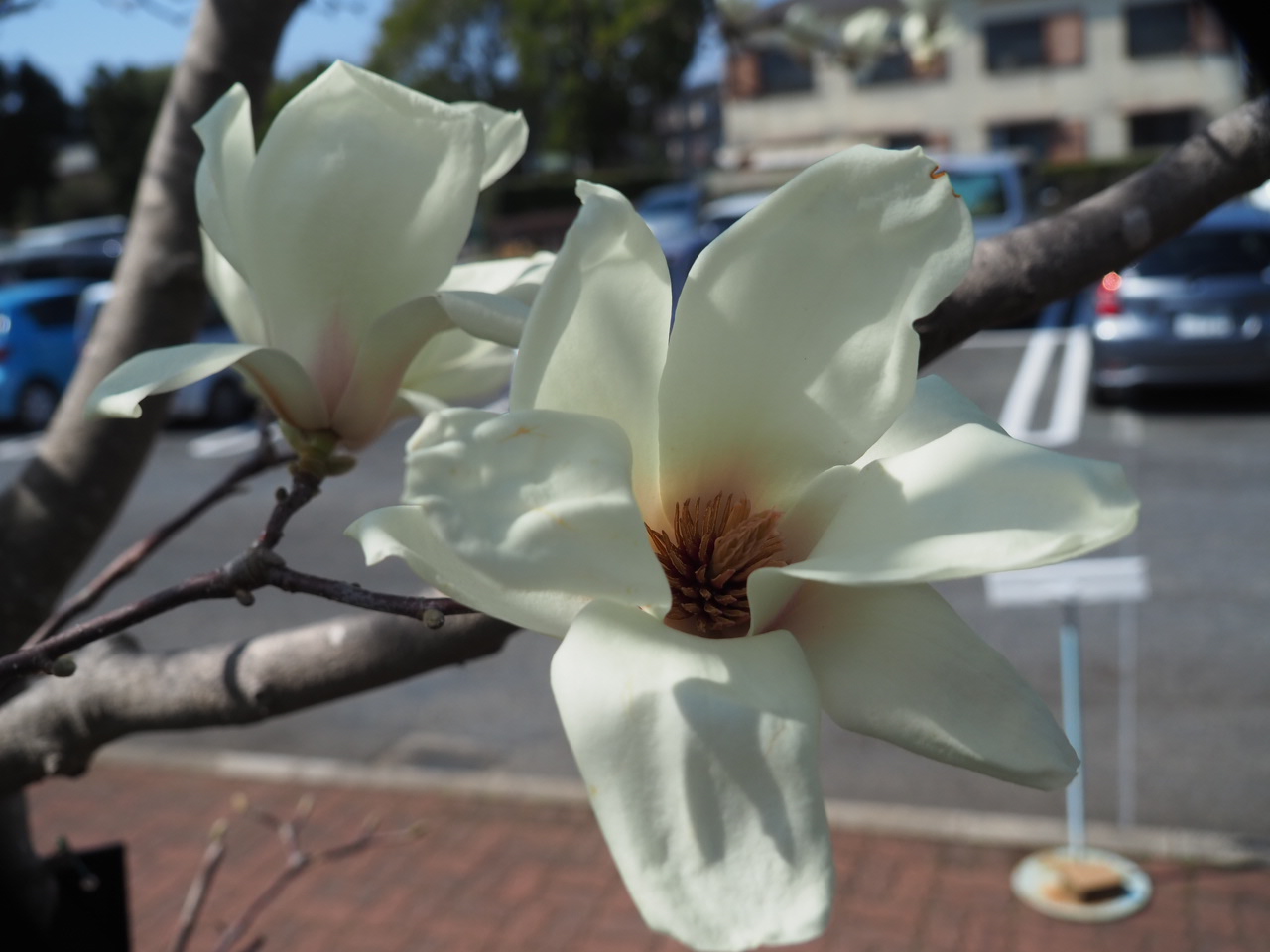 3/9  ハクモクレンさん