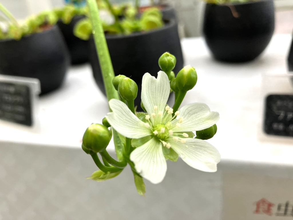 4/11　マスシプラ（ハエトリグサ）さん