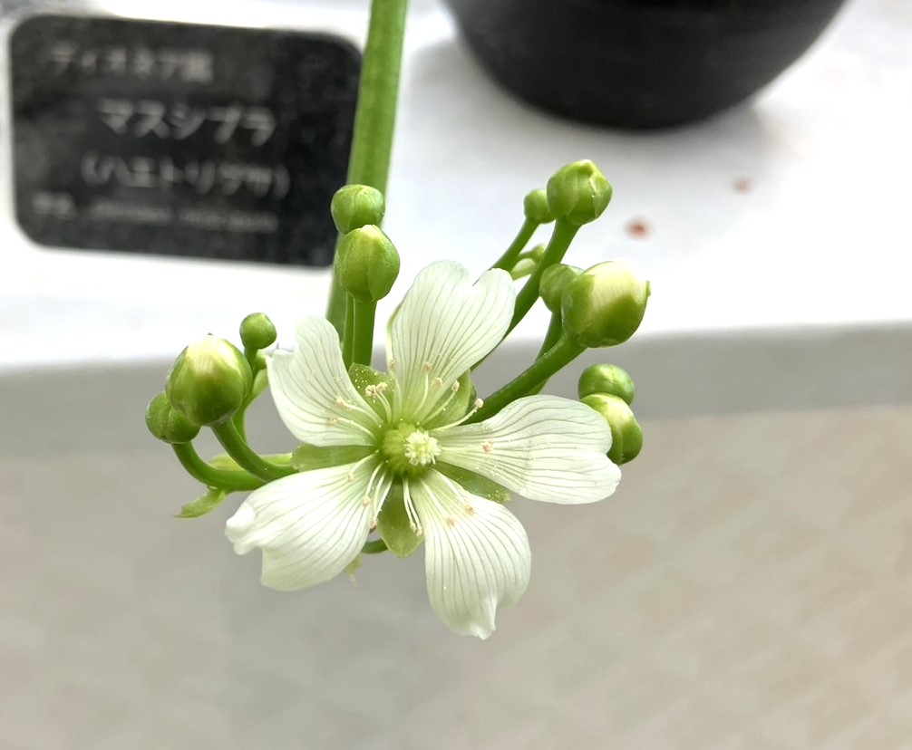 4/11　マスシプラ（ハエトリグサ）さん