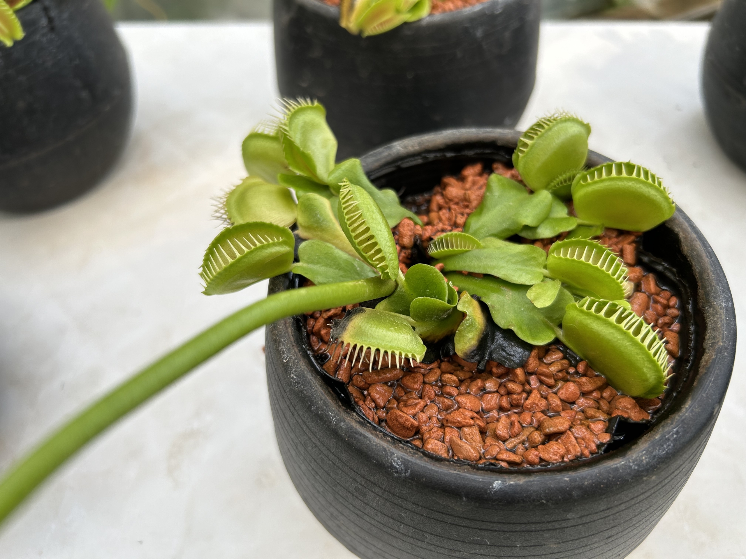 4/11　マスシプラ（ハエトリグサ）さん