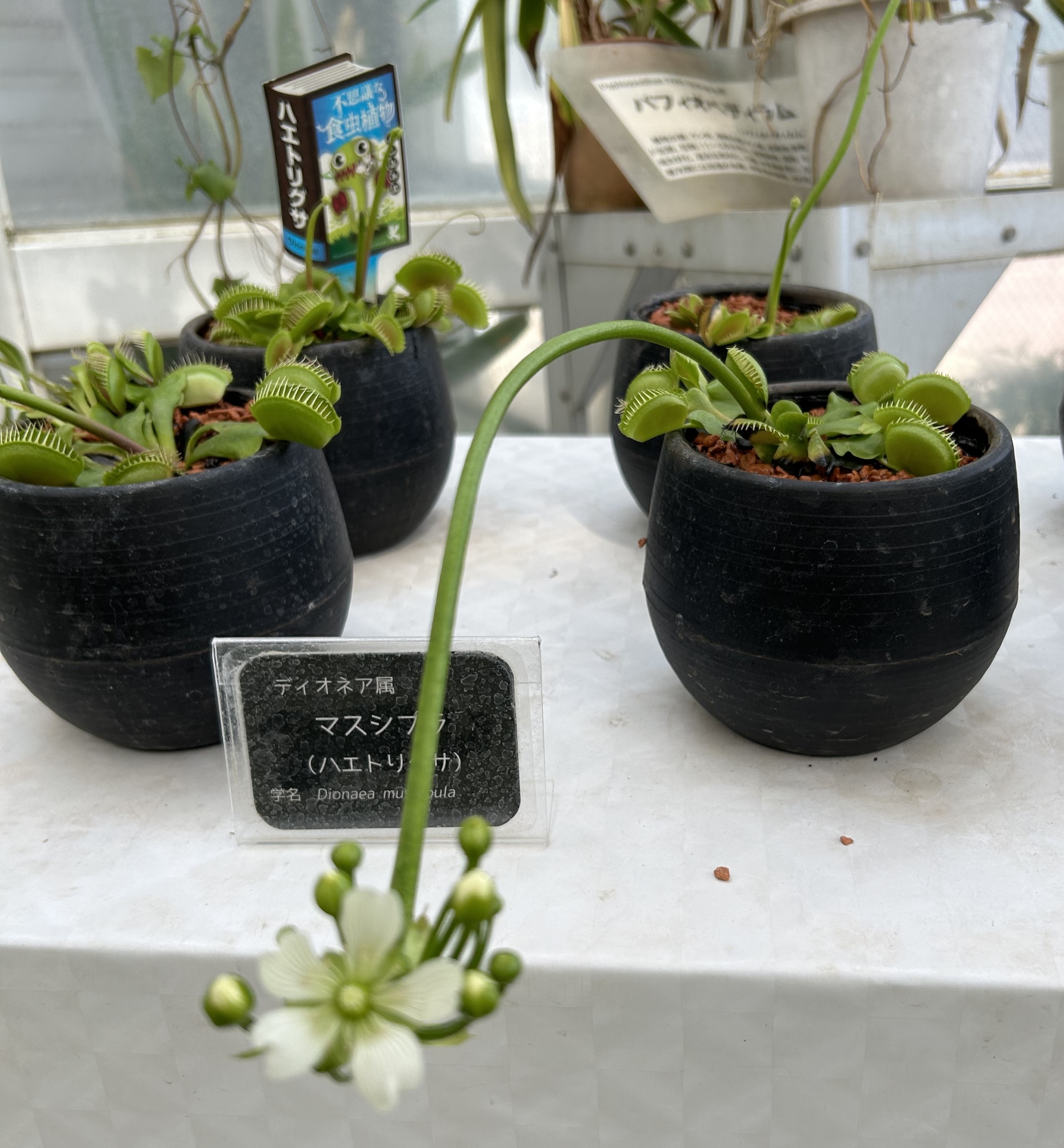 4/11　マスシプラ（ハエトリグサ）さん