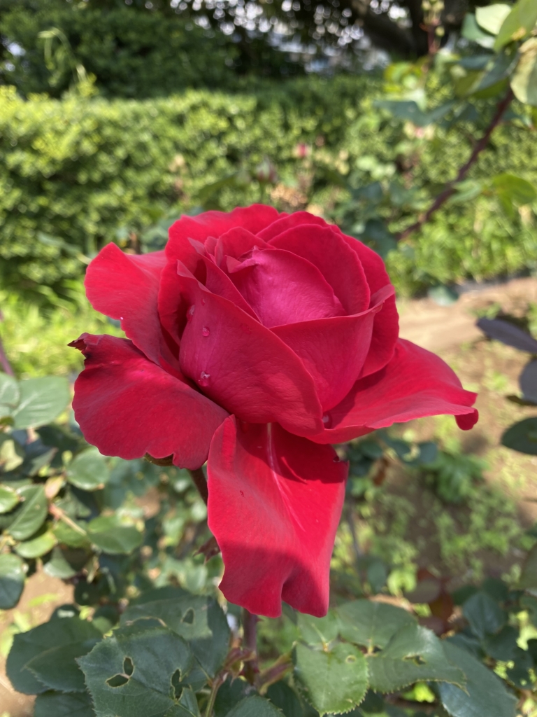 5/8ネルマーティンさん