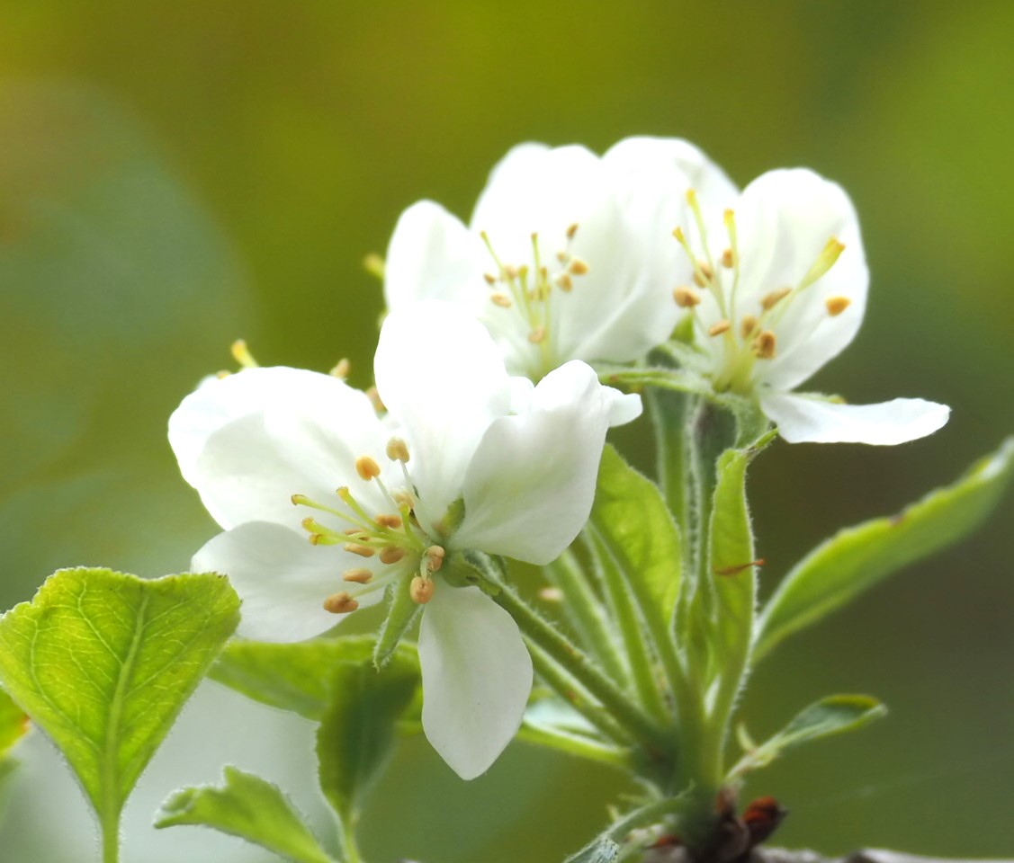 4/17 ヒメリンゴ（ミニリンゴ）さん