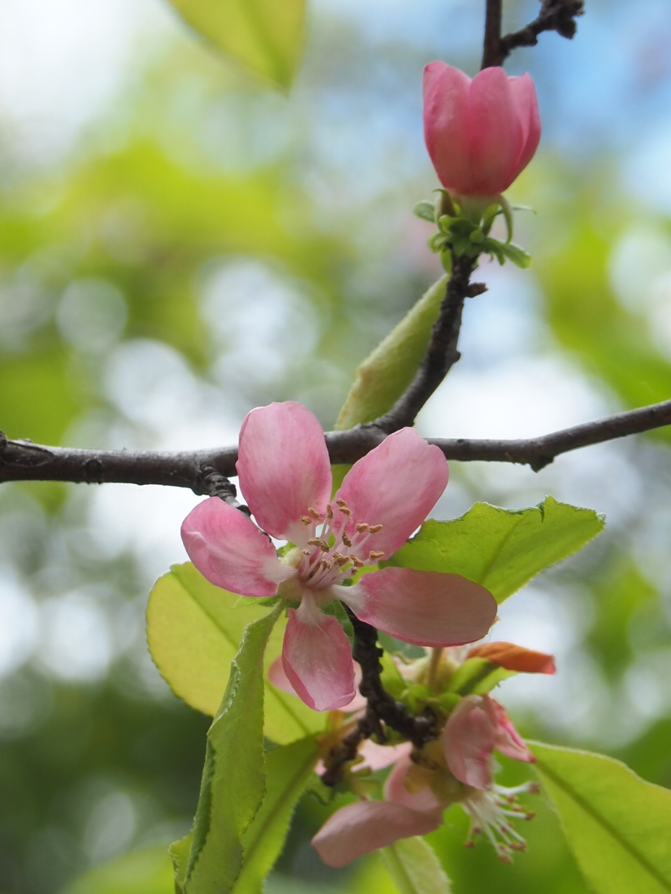 4/17 カリンさん