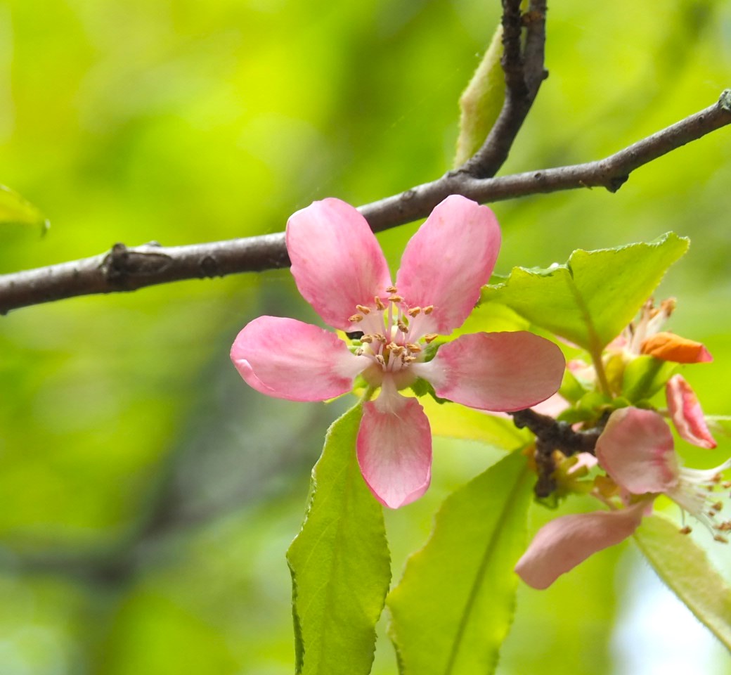 4/17 カリンさん
