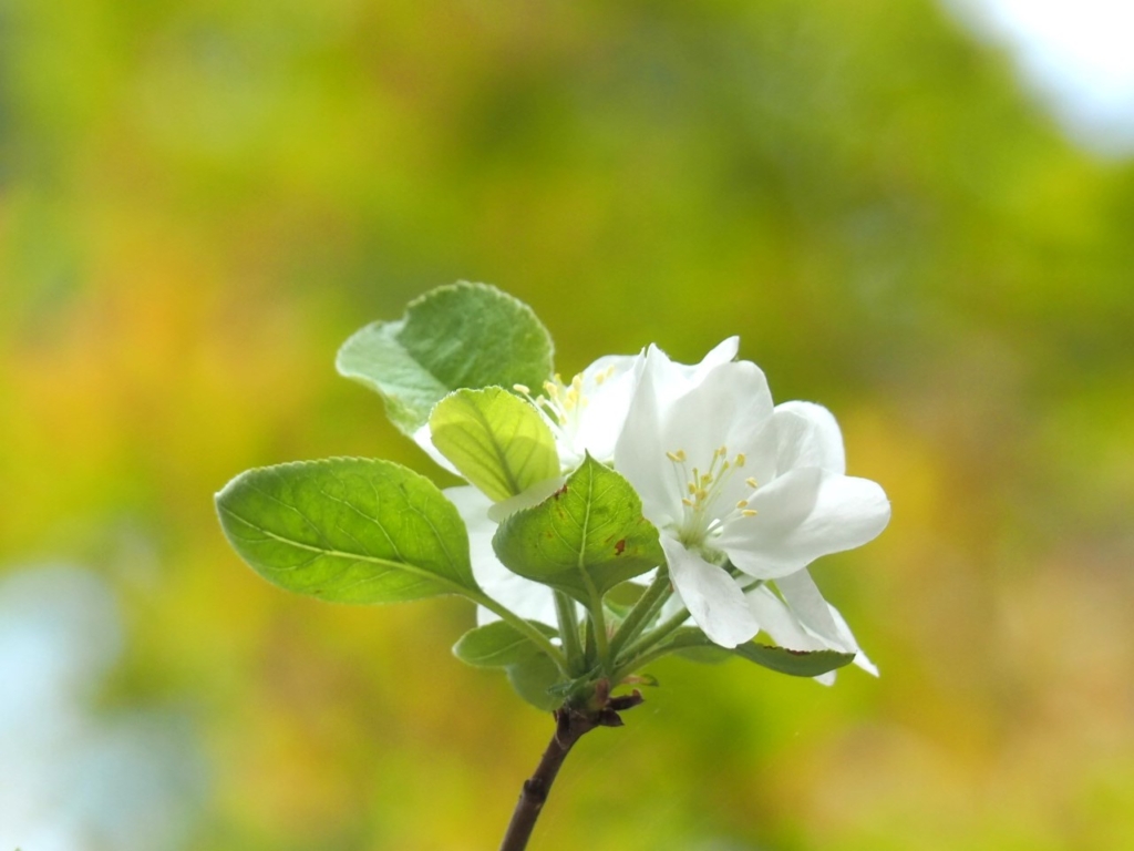 4/17 ヒメリンゴ（ミニリンゴ）さん