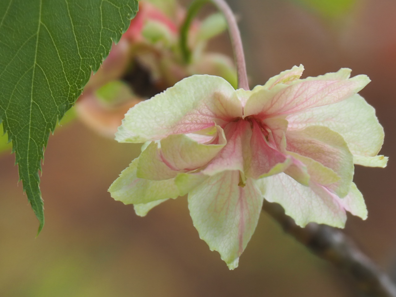 4/11  ウコン（鬱金）さん