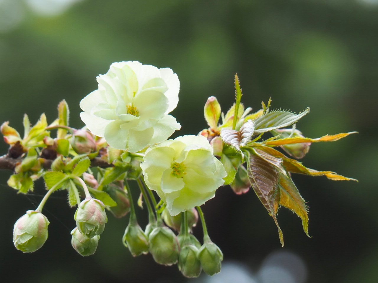 4/11  ウコン（鬱金）さん