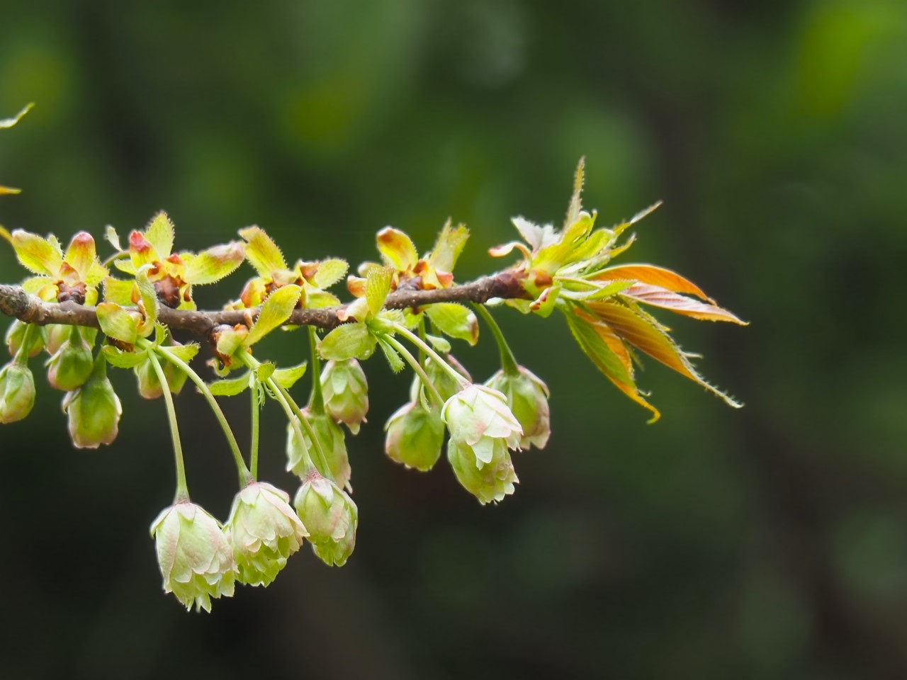 4/11  ウコン（鬱金）さん