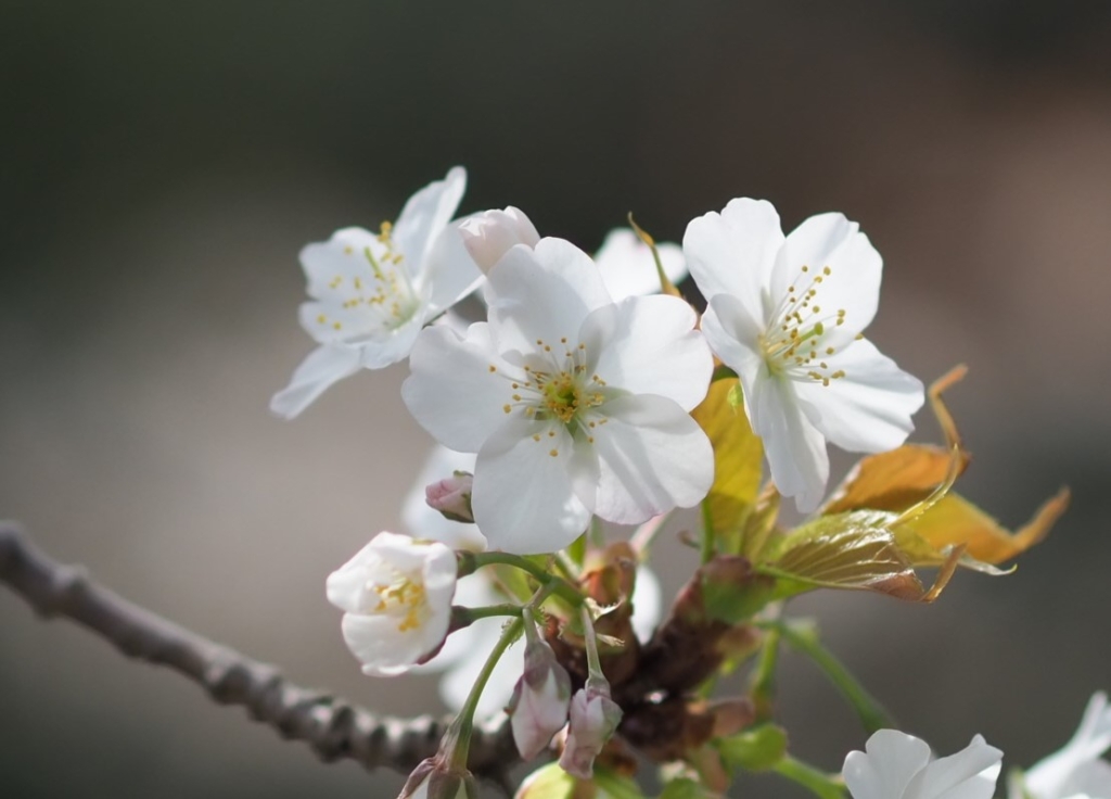 4/5 オオシマザクラ（大島桜）さん