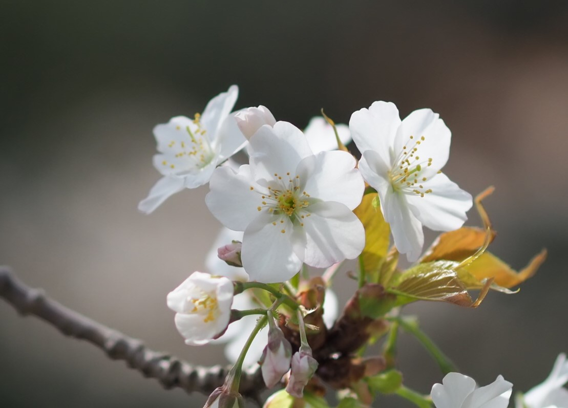 4/5 オオシマザクラ（大島桜）さん