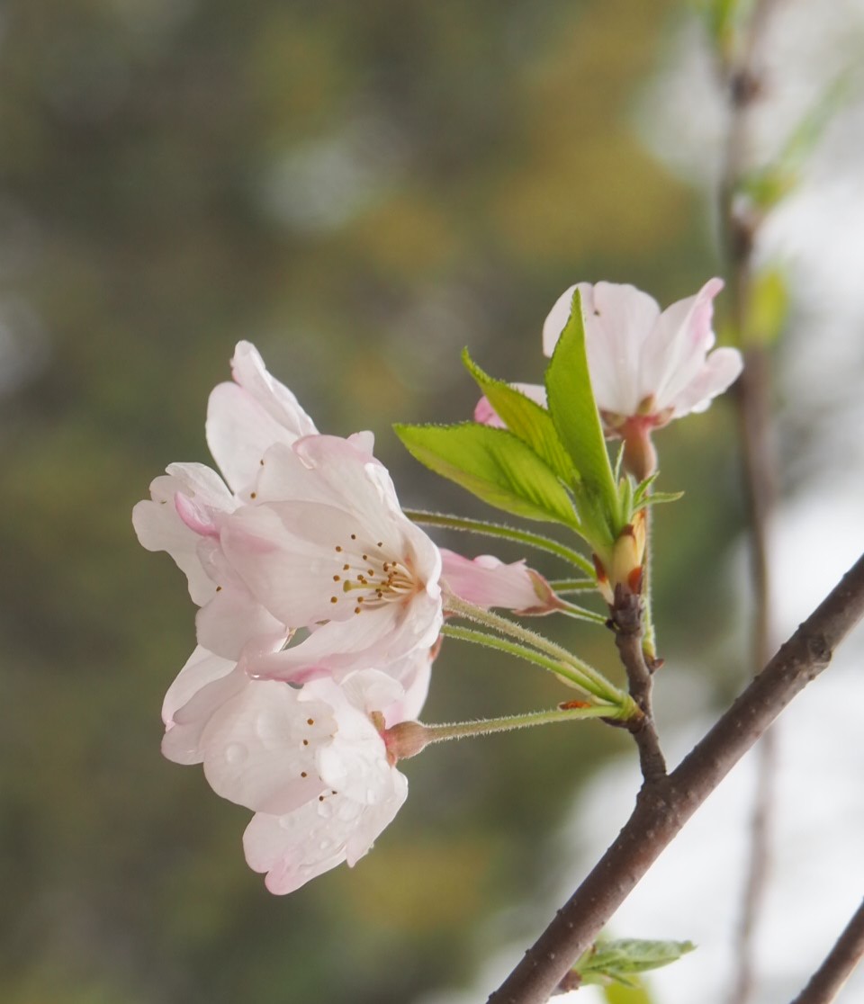 4/5  ジンダイアケボノ（神代曙）さん