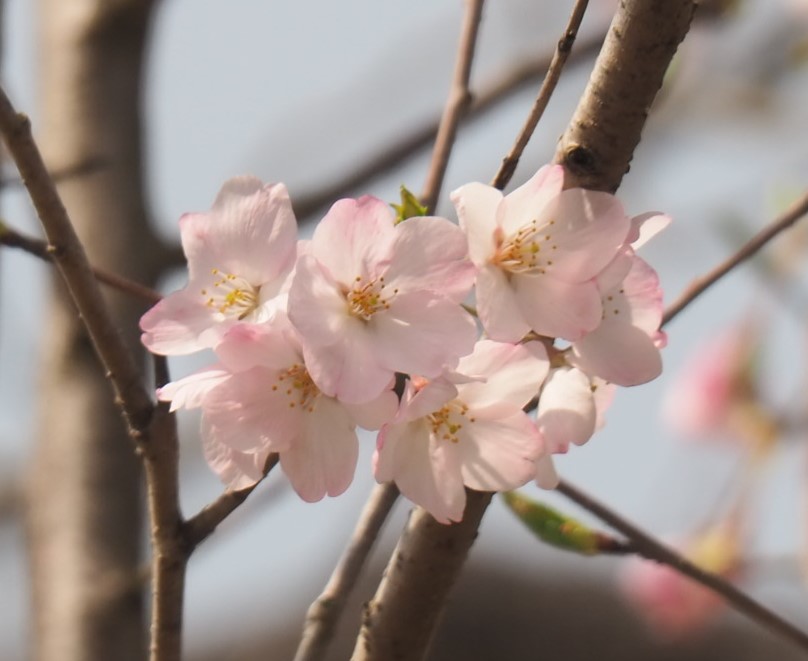 4/5  ジンダイアケボノ（神代曙）さん