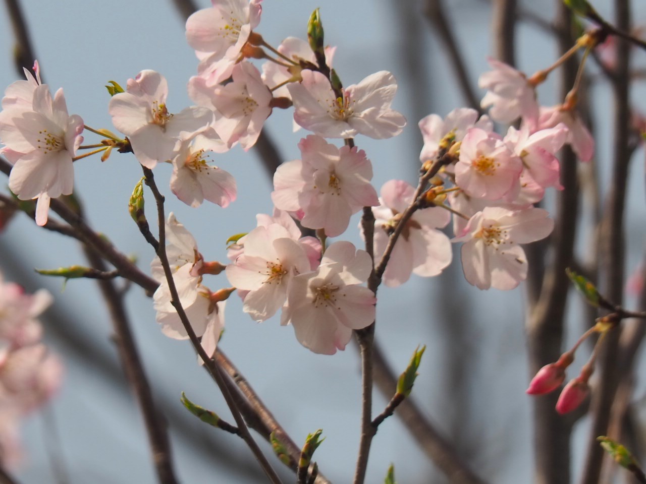 4/5  ジンダイアケボノ（神代曙）さん