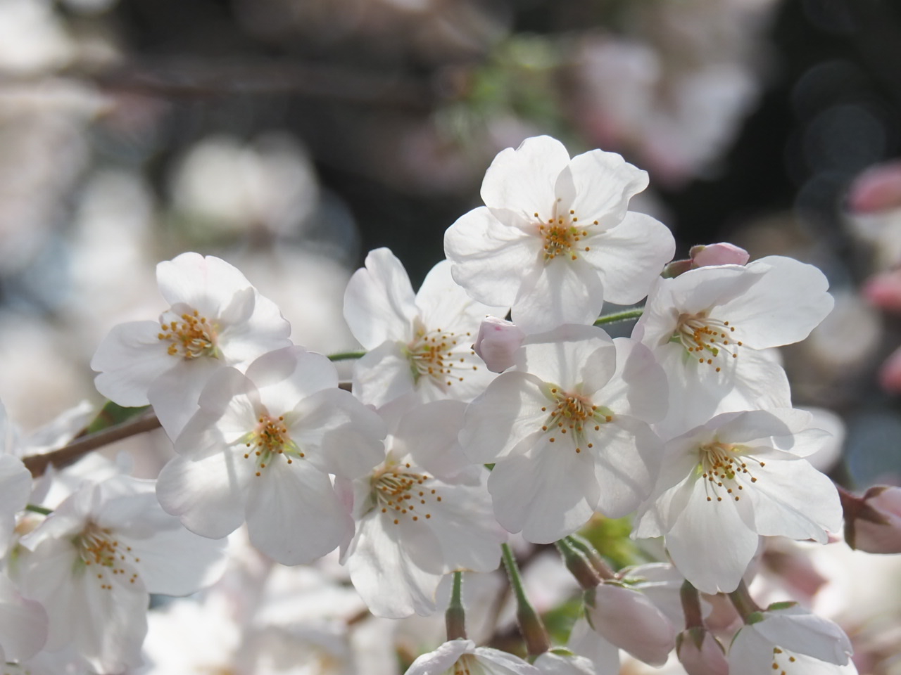 4/5 ソメイヨシノ（染井吉野）さん