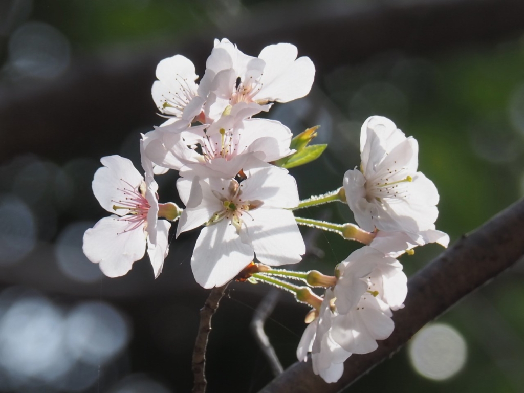 4/5 ソメイヨシノ（染井吉野）さん