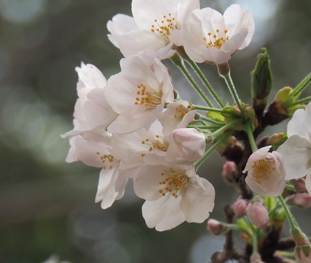 4/5 ソメイヨシノ（染井吉野）さん